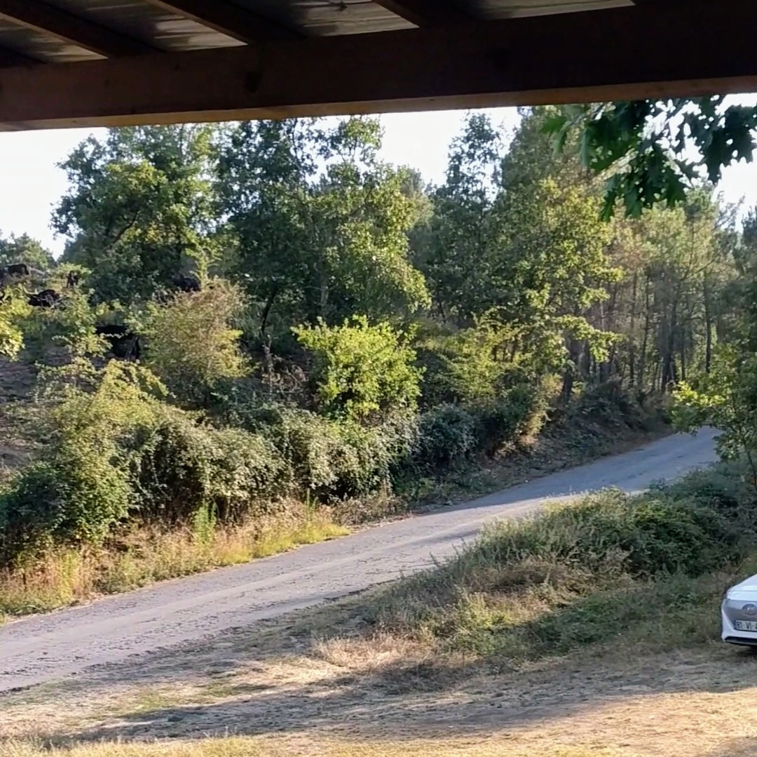 ahoxus paved street, with small garden and many wild trees, with parts of the ioniq car and a regular open roof